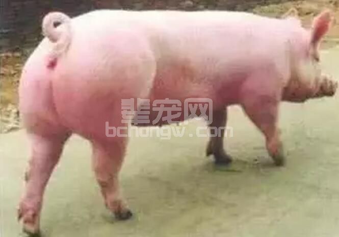五步十四法，母猪催情方法大全！