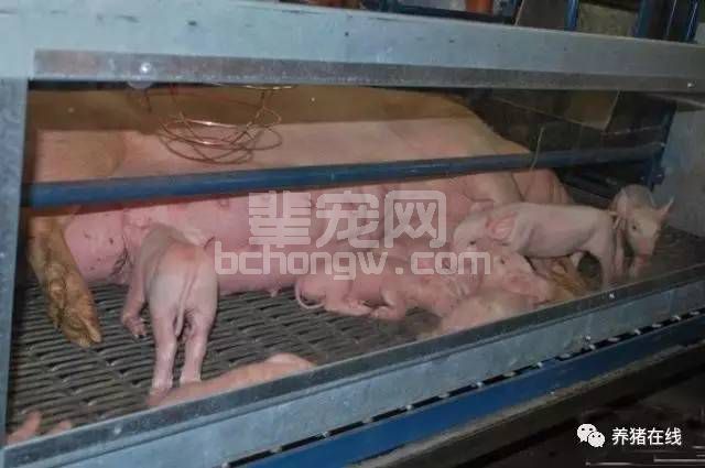 母猪临产前必须做的三项工作，做好了母猪才能顺利生产