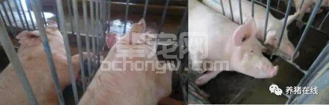 夏季猪群不吃食，找到根本原因才能轻松应对