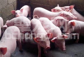 养猪户必须知道的，提高瘦肉率的关键因素