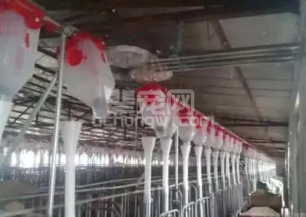 养猪喂料常用的三种方法，到底采用哪一种好呢?