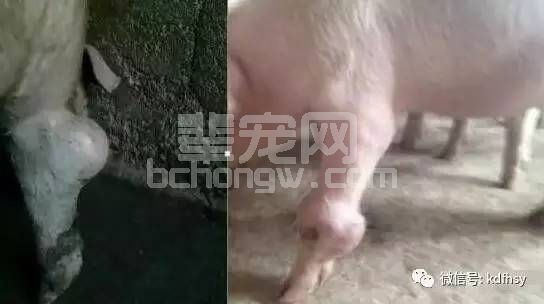 6种引起猪腿瘸不敢站立的疾病，教你轻松鉴别好治疗！