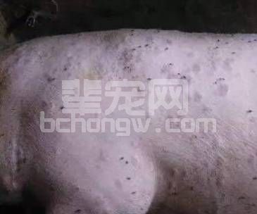 注意！猪丹毒正肆虐猪场，谨慎防控！