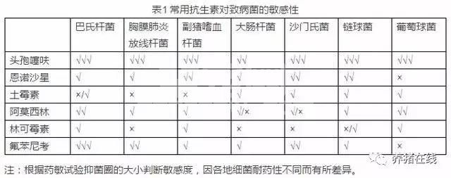 为什么头孢噻呋是猪场首选的抗菌药物？来比较一下