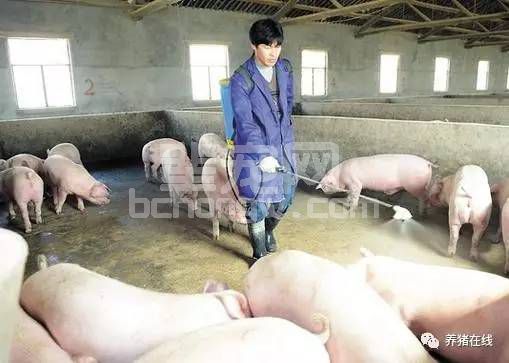 猪腿瘸了，原来是这个病！真没想到……