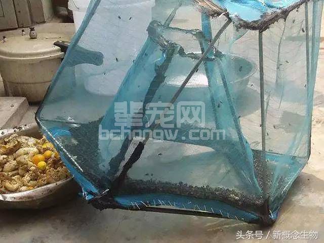 夏天养猪场苍蝇多？不用怕，1分钟学会自制捕蝇器！