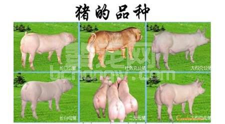 养猪必知的四点，不再重复