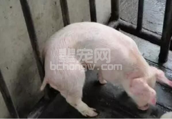 仔猪三补你不知道没关系，就是仔猪长的慢点