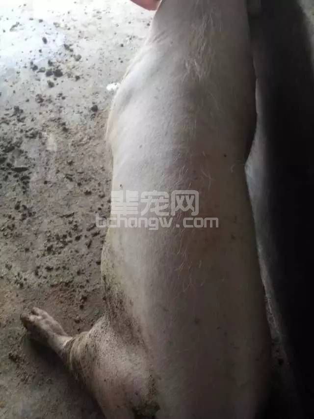 母猪掉毛，告诉着我们什么样的信息？