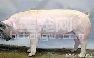 【干货】养猪30年的老猪倌教你选优质母猪！