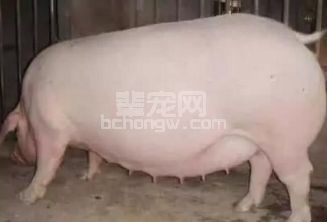 妊娠母猪管理技巧，仔猪流行性腹泻治疗经验