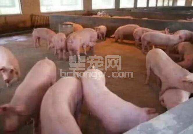 夏季猪场饲养管理应该注意的事项！