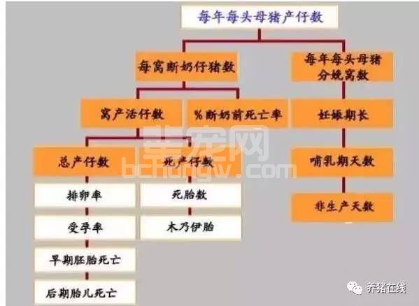 为什么母猪的产仔数少，从这9个方面找原因