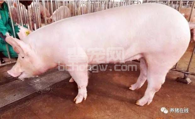 怎样才知道母猪是否已受孕？小妙招知晓母猪是否怀孕