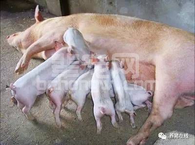 养猪真的必须用药吗？观念不对，就会用药不止，正确的养猪观念让你节省一大笔药费