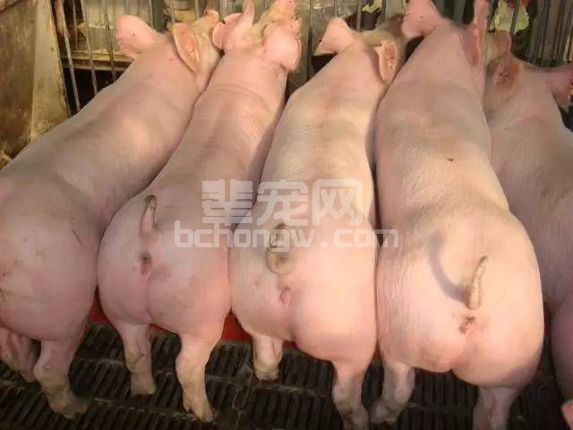 一张图教会你如何挑选后备母猪！