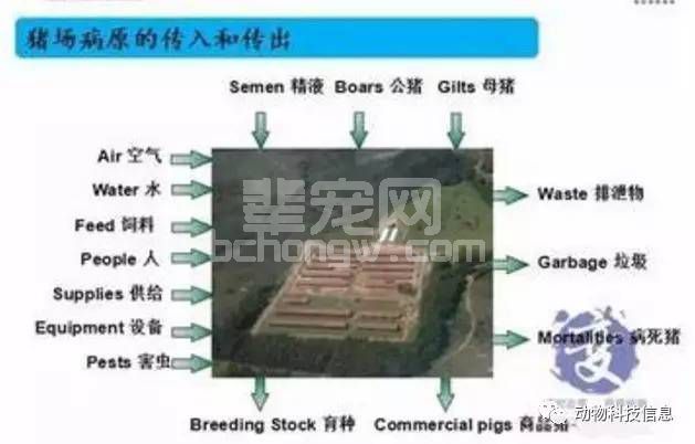 规模猪场生物安全体系关键环节,做好了就能控制疫病！