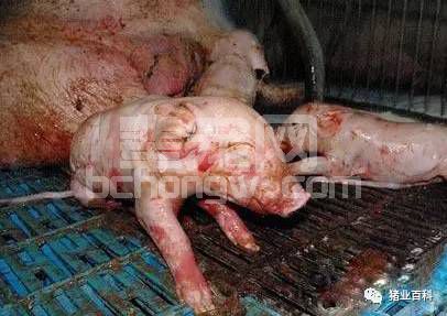 你不能错过的母猪分娩护理的关键点！