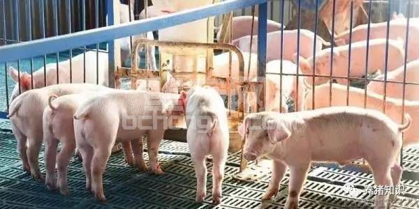 仔猪生长速度慢？原因竟然是这六点不合理！
