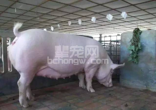 掌握这4点，母猪不再出现跑空车--假怀孕！