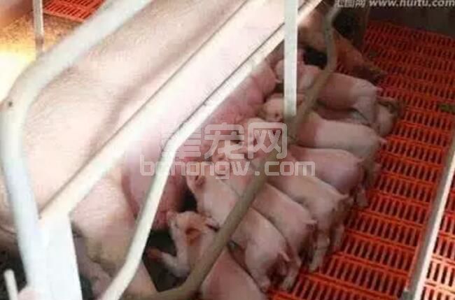 养猪户如何提高母猪的产仔和成活率！