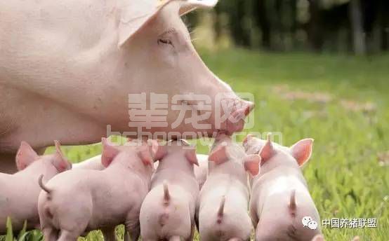 新生仔猪莫名其妙就死了？原因都在这！