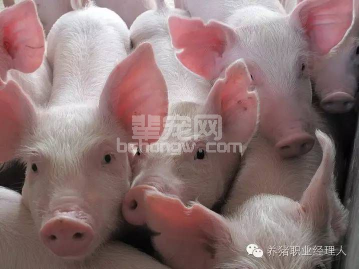 不要让不良习惯“吃掉”猪场的利润