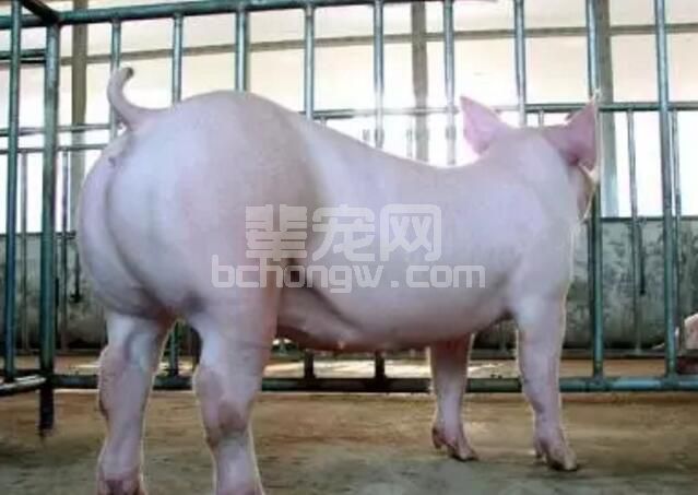 养好母猪第一步，学会判断母猪受孕情况