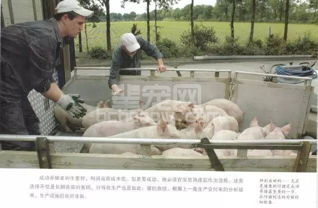 育肥猪不同生长阶段的差别，你清楚吗？