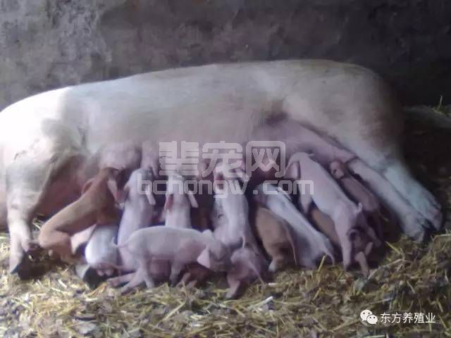 母猪的乳房构造特点及泌乳规律，养母猪的必看！