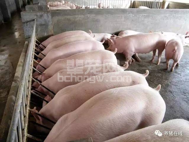 炎热夏季我是这样用“碳酸氢钠”给猪降温