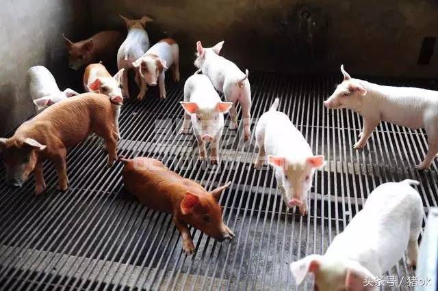 断奶仔猪蛋白质饲料的选择技巧 蛋白质饲料该如何选择