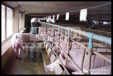 必修课！四图四表教会你如何鉴定母猪发情