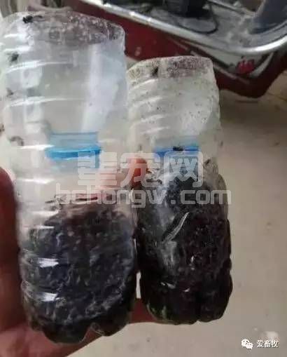 养猪达人用矿泉水瓶自制灭蝇利器，环保耐用！