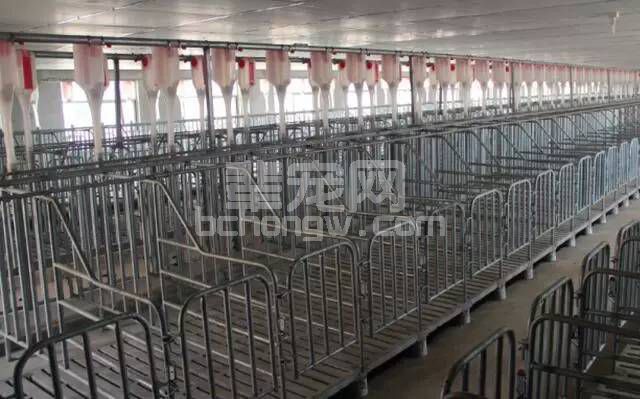 听说有很多养猪人还蒙在鼓里，难道限位栏的使用真的是个阴谋？