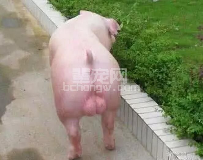 大公猪的阉割方法与注意事项，值得收藏