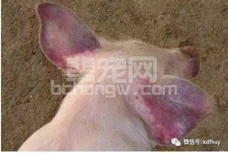 耳朵发紫，从这6种猪病分析