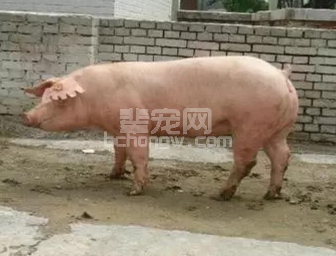 如何从营养的角度提高母猪繁殖力？