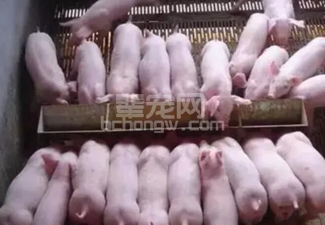 乳猪诱饲太困难，学会这几招，保管有用！