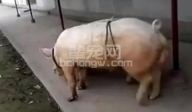 了解猪的这些行为特点，养猪就容易了！