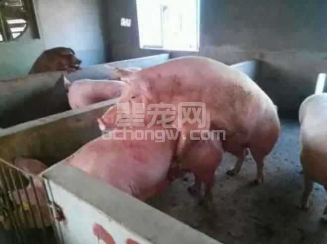 母猪从断奶到配种前有哪些饲养关键环节需注意
