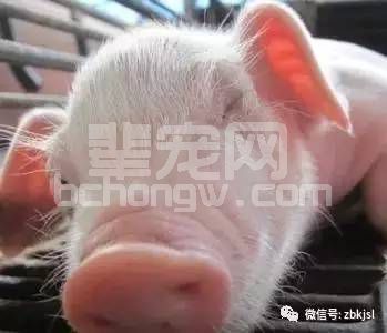 教您几招，初生仔猪假死这么做可起死回生！