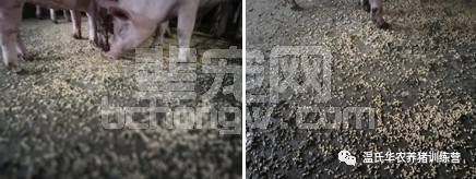 猪场放大镜，你的行为老板全看到了……这样做万万不可！