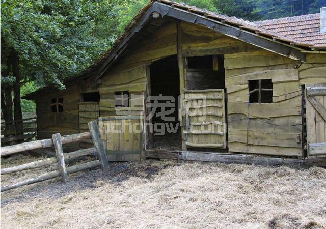 养猪如何应对高温天气？这五个方法一定要牢记！