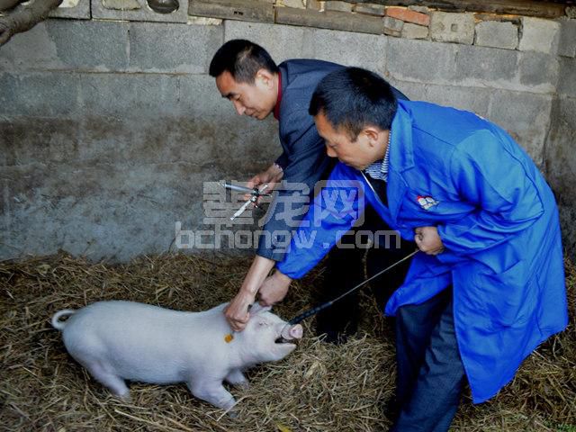 夏天到了，这个养猪细节把握不好，损失可能会很惨重