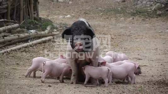 怎么科学的给哺乳母猪配制饲料？母猪不宜喂哪些食物？