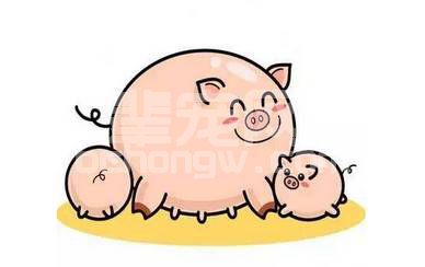 学会这几招，轻松解决乳猪诱饲难题
