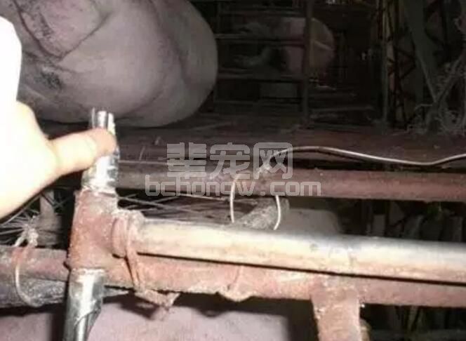 养猪的坏习惯你有吗？