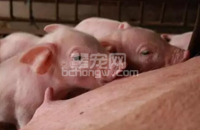 养猪人一定要知道的养猪技术20项！不看后悔！