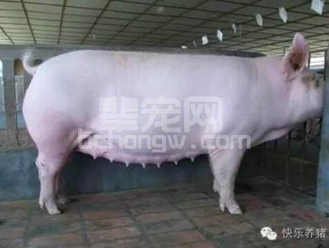 临产母猪这么养，产后母仔都健康！